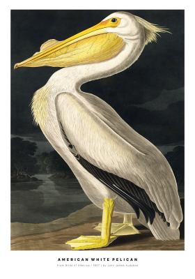 American White Pelican av Plakatwerket
