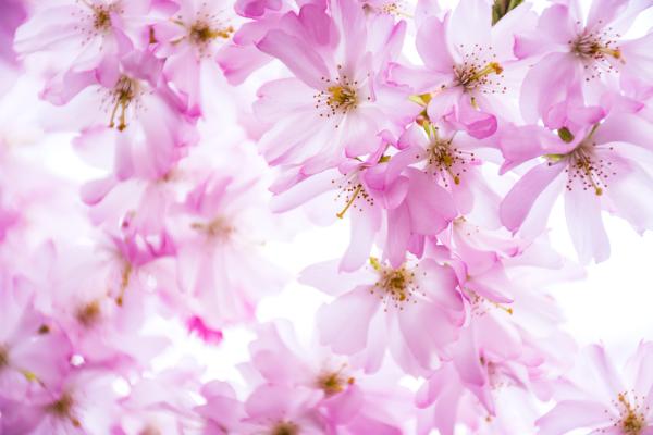 Pink Cherry Dream av Kirsten Stigsgaard