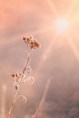 Søgen mod lyset av SMUKSTIL BY MEA