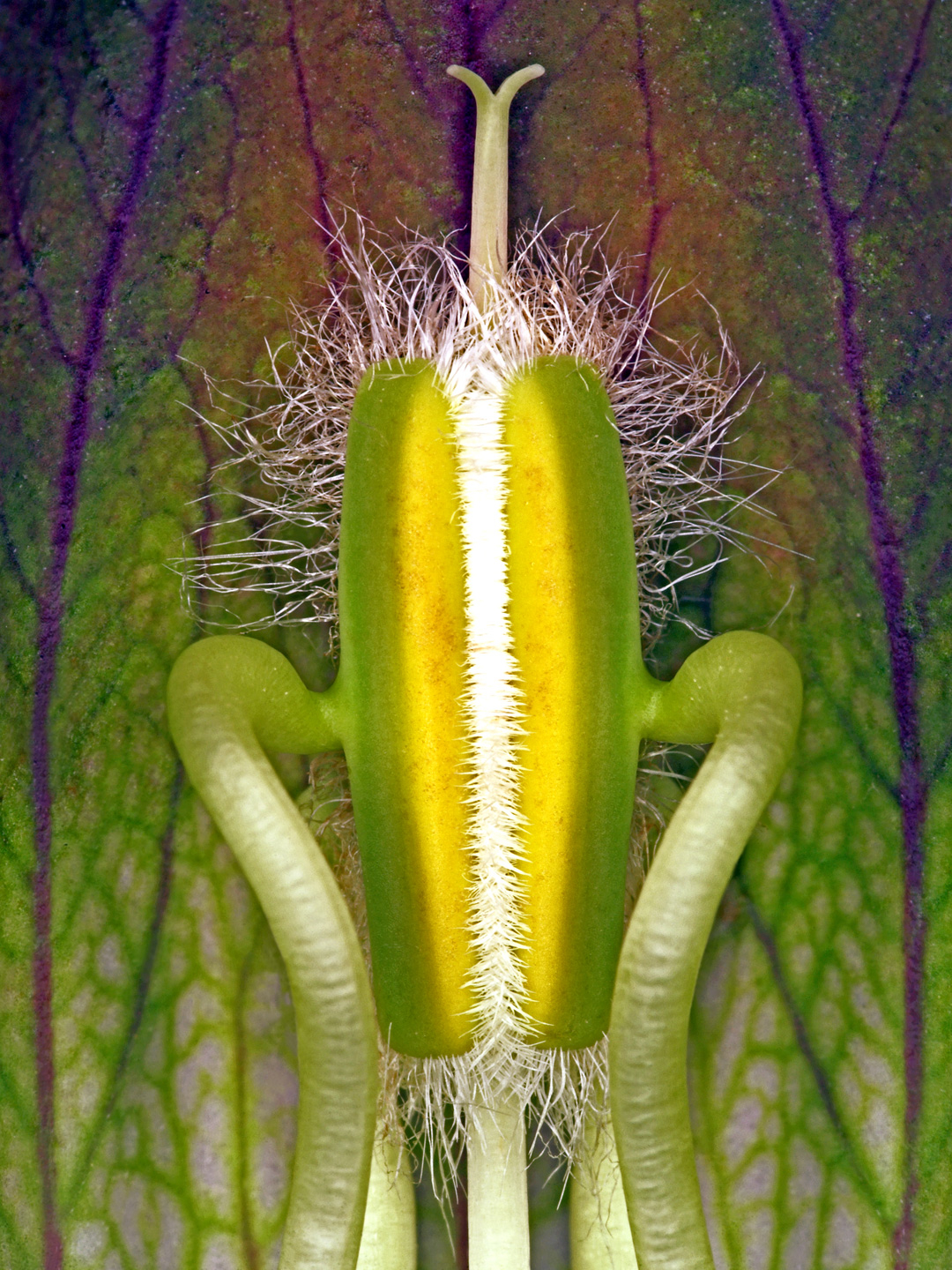 Acanthus Hungaricus av Pauline Snoeijs