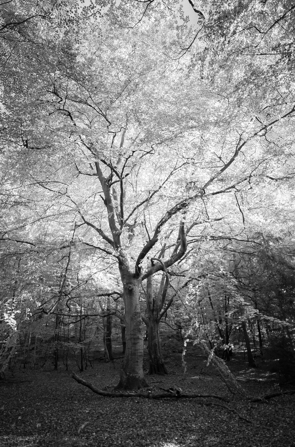 And then I found a tree av David Foli