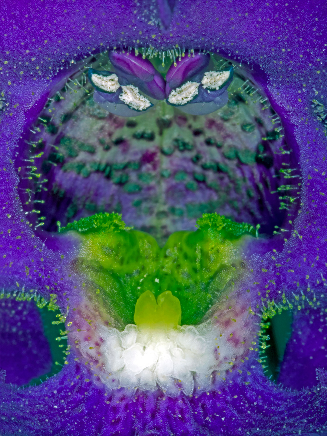 Angelonia av Pauline Snoeijs