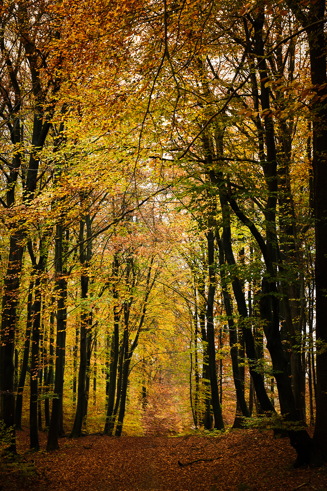 Autumn av Jakob Evers