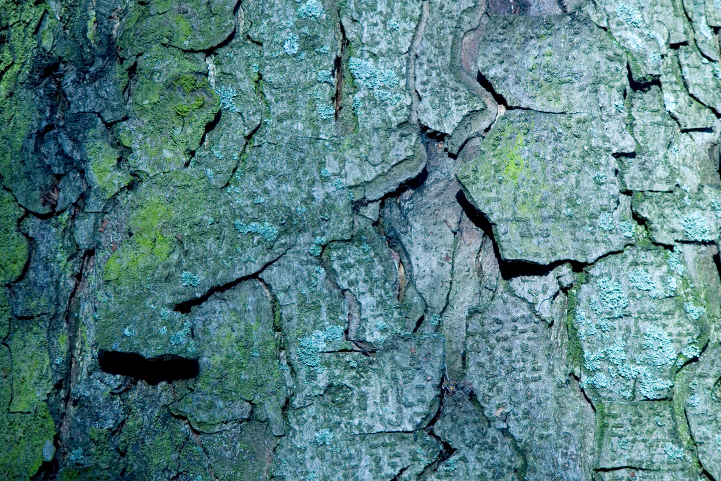 Bark av Kirsten Stigsgaard