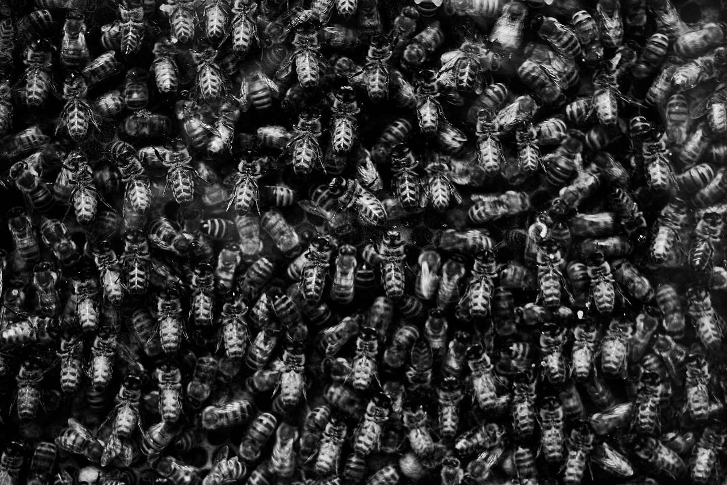 Bees av Gustavo Orensztajn