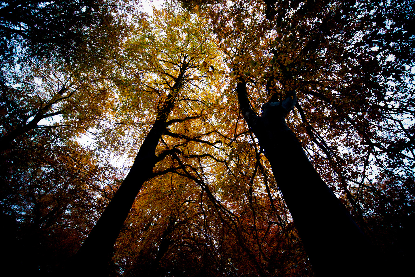 Black trees av David Foli