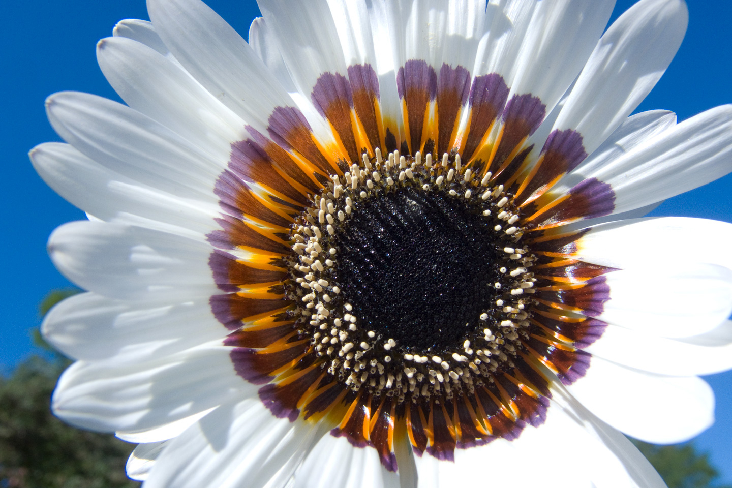 Blooming White av Kirsten Stigsgaard