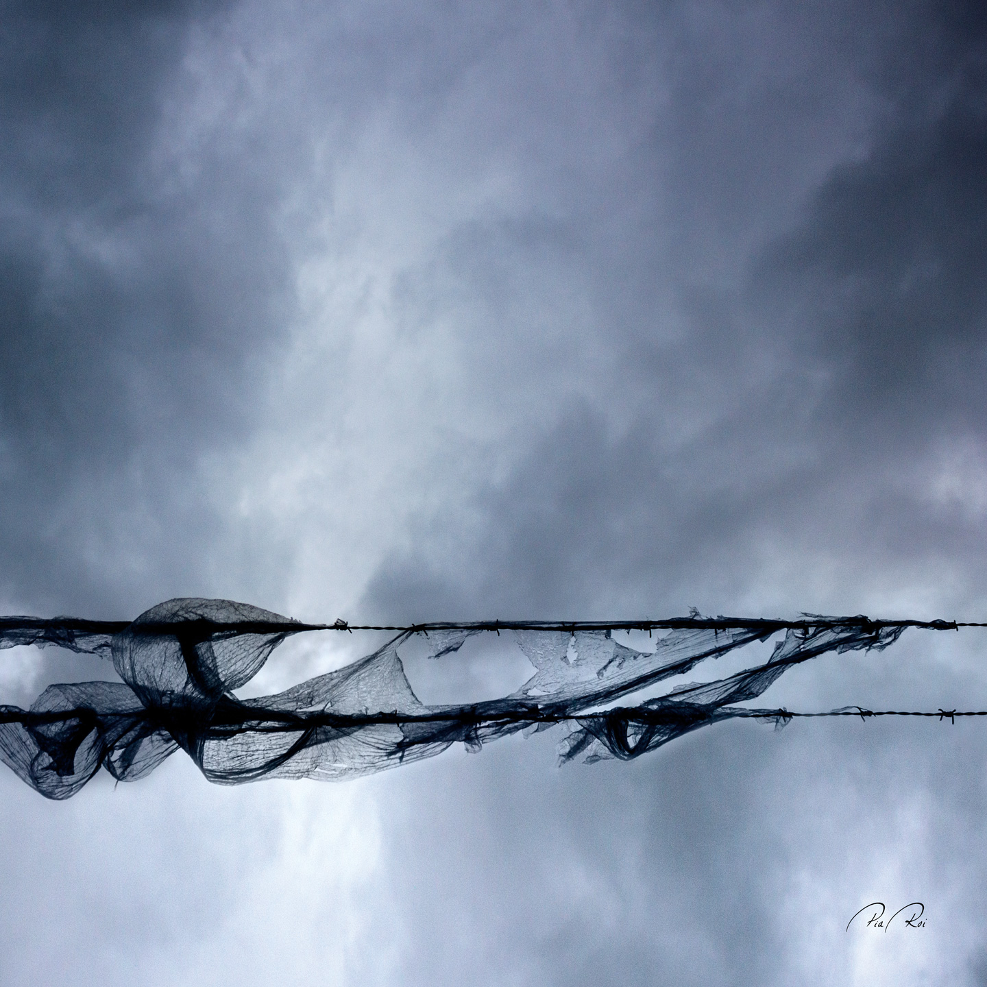 Blowing in the wind av Pia Roi