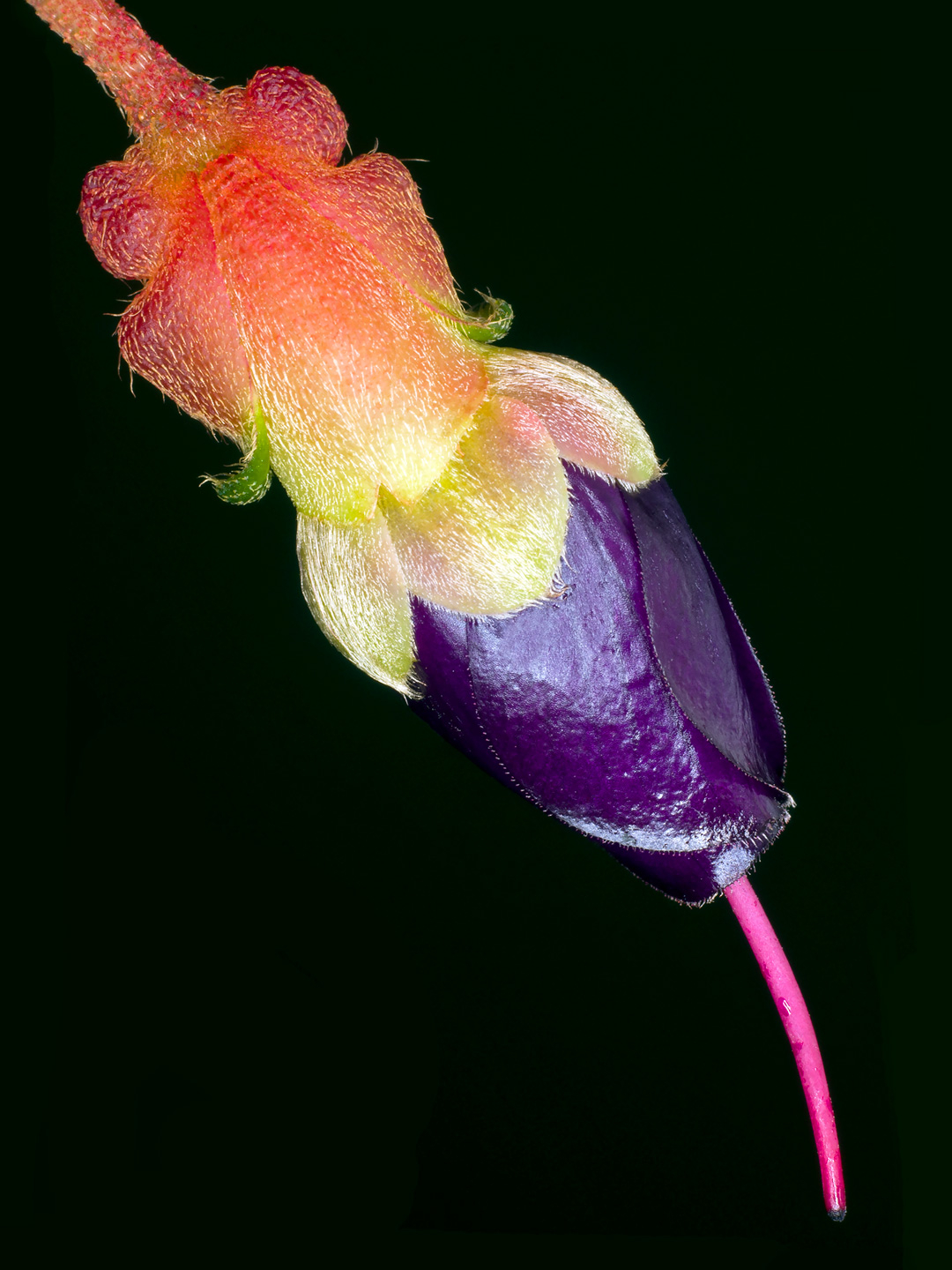 Brachyotum Campanulare av Pauline Snoeijs