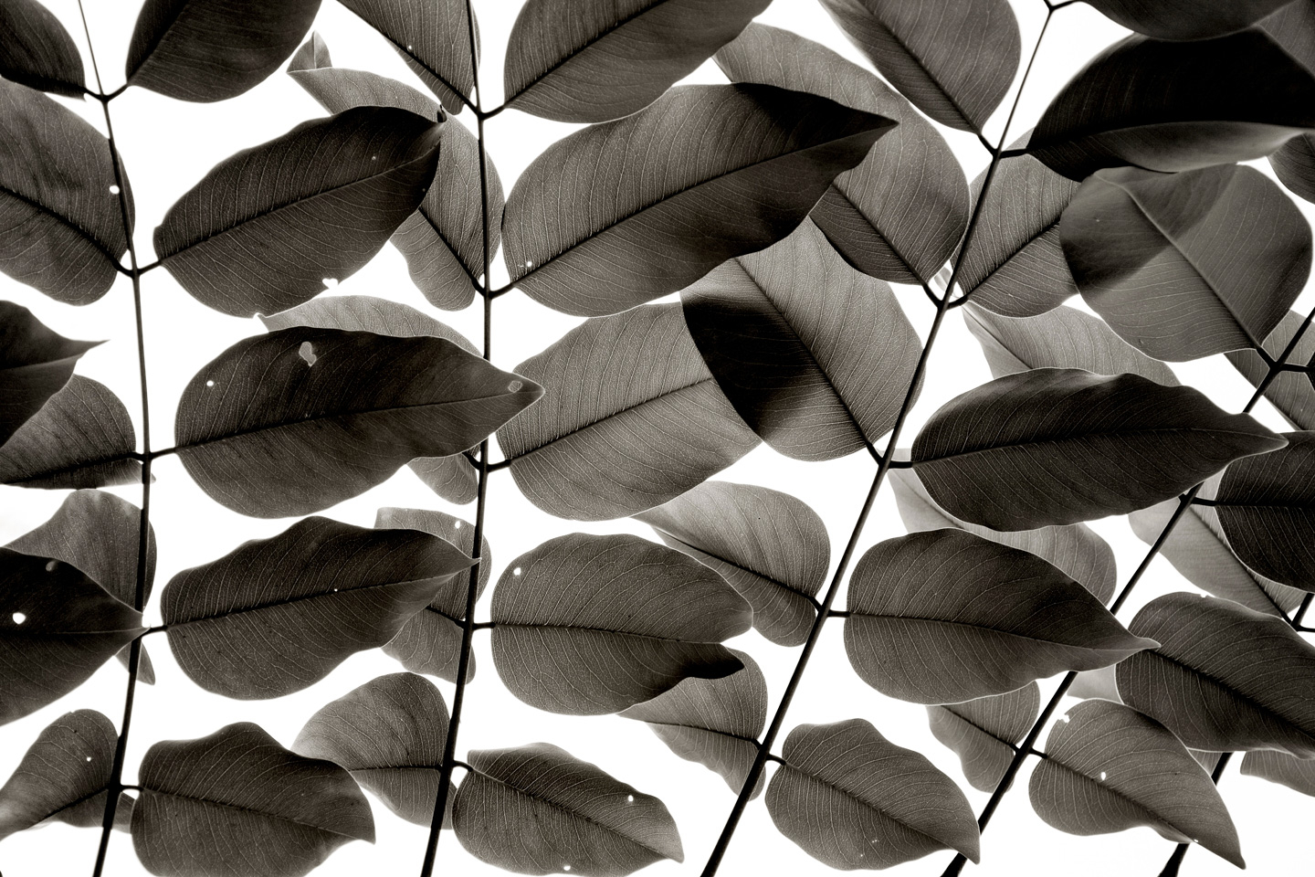 Branches and Leaves av Tal Paz-Fridman