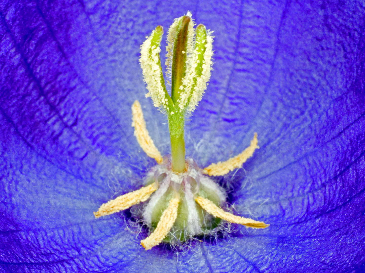 Campanula Carpatica av Pauline Snoeijs