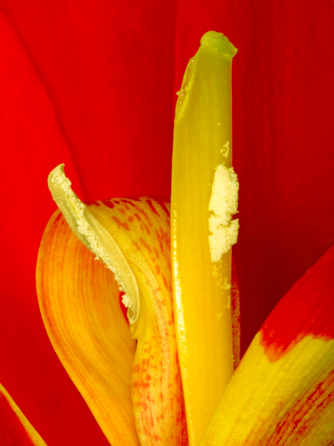 Canna Indica av Pauline Snoeijs