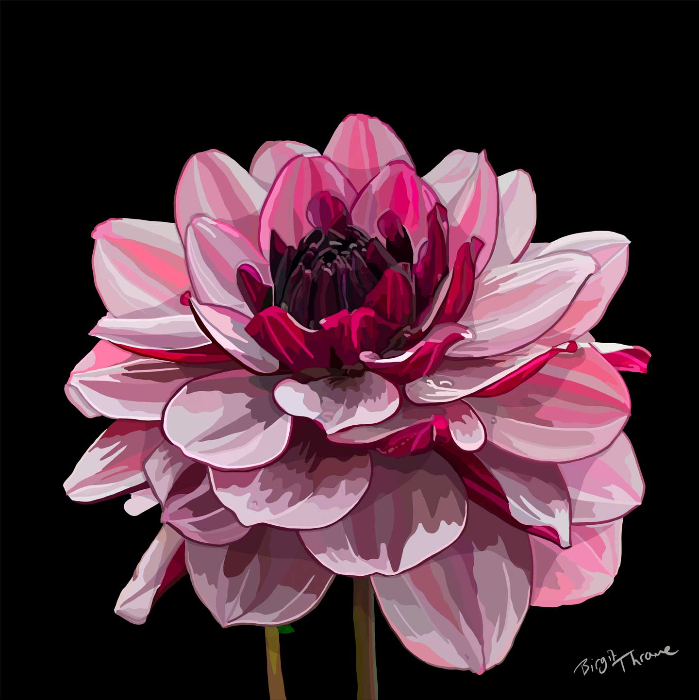 Dahlia Tricolor av Birgit Thrane
