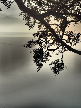 Dawn av Bytraberg