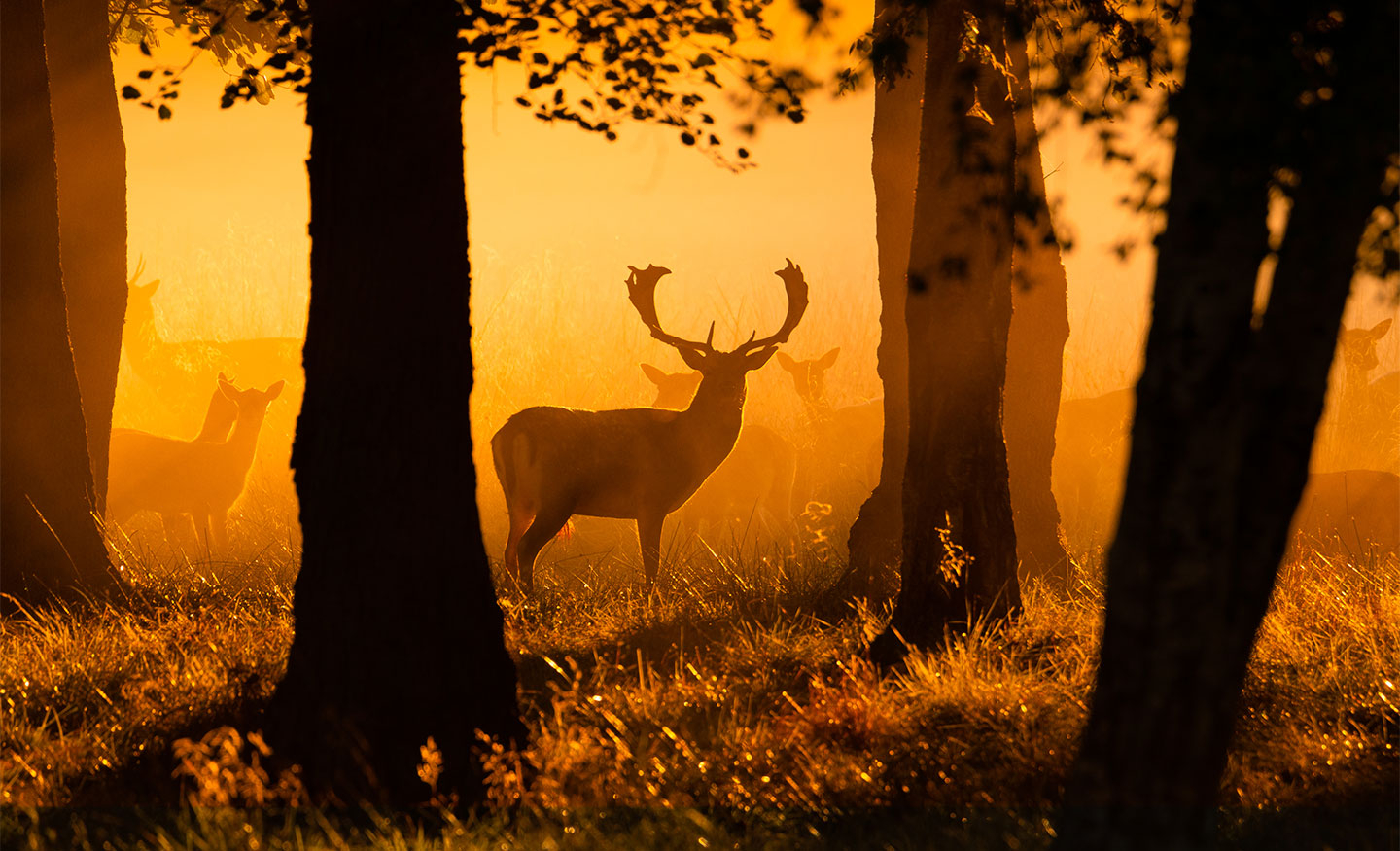 Early morning rays of light av Daniel Faisst