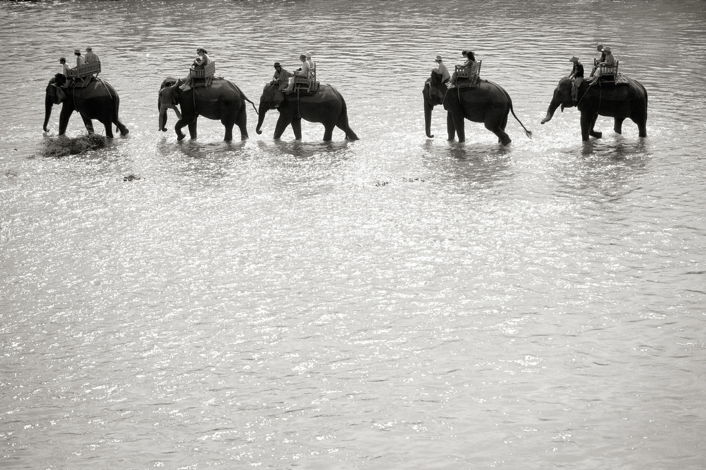 Elephant Ride av Julie Aucoin
