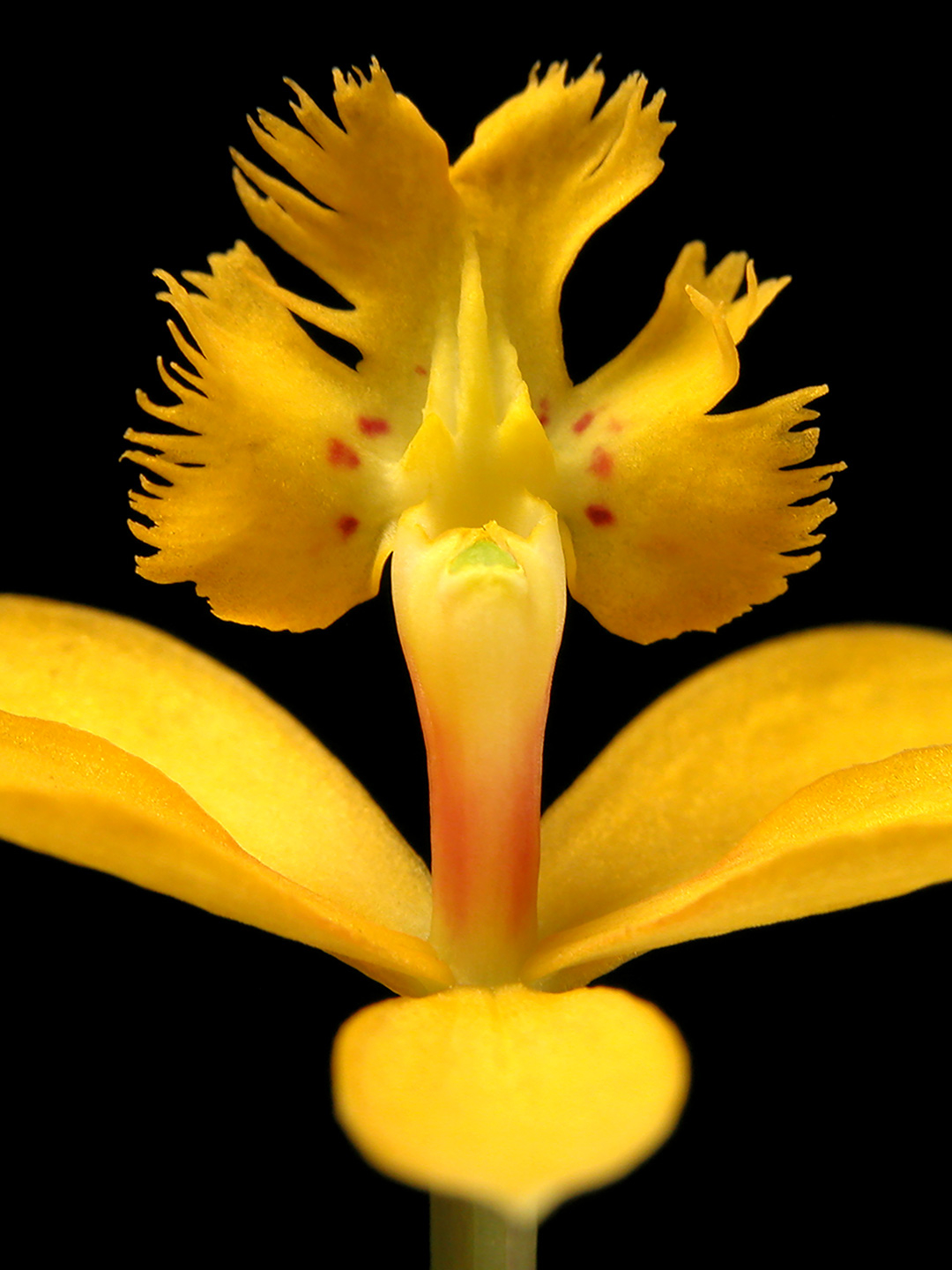 Epidendrum av Pauline Snoeijs