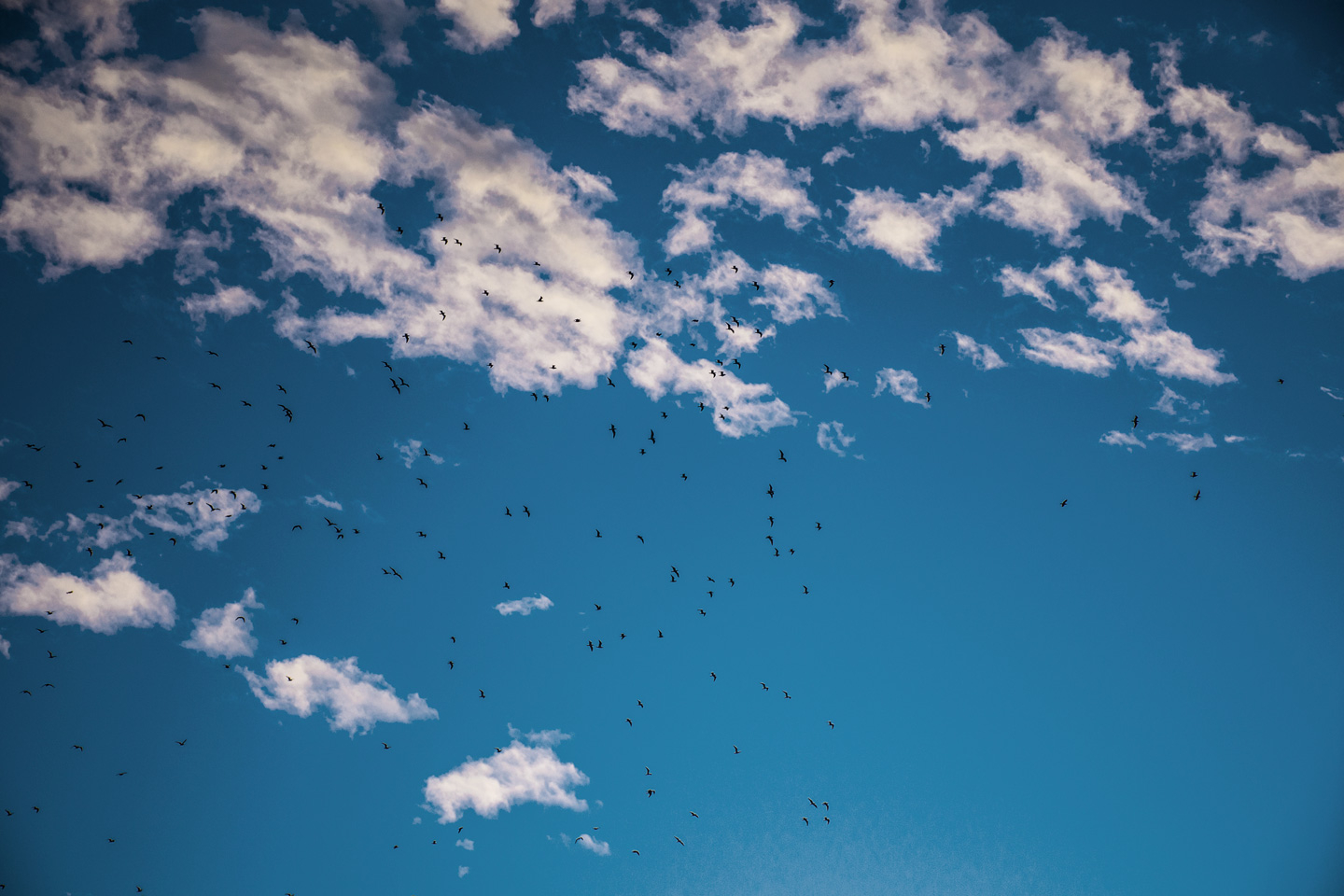 Evening Birds av Kirsten Stigsgaard