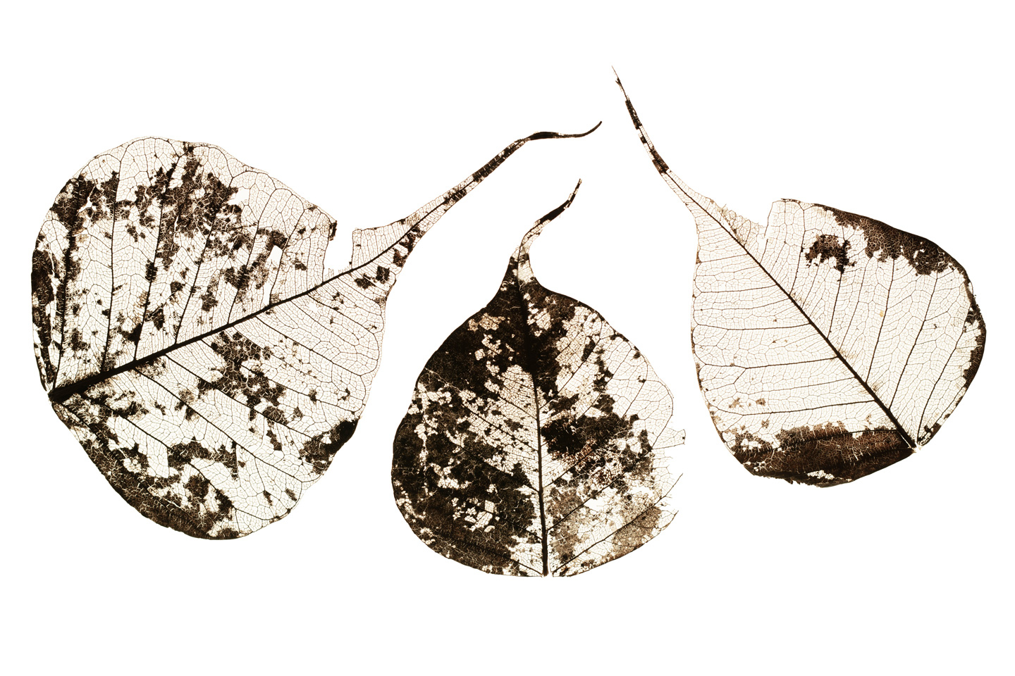 Fallen Leaves #1 av Tal Paz-Fridman