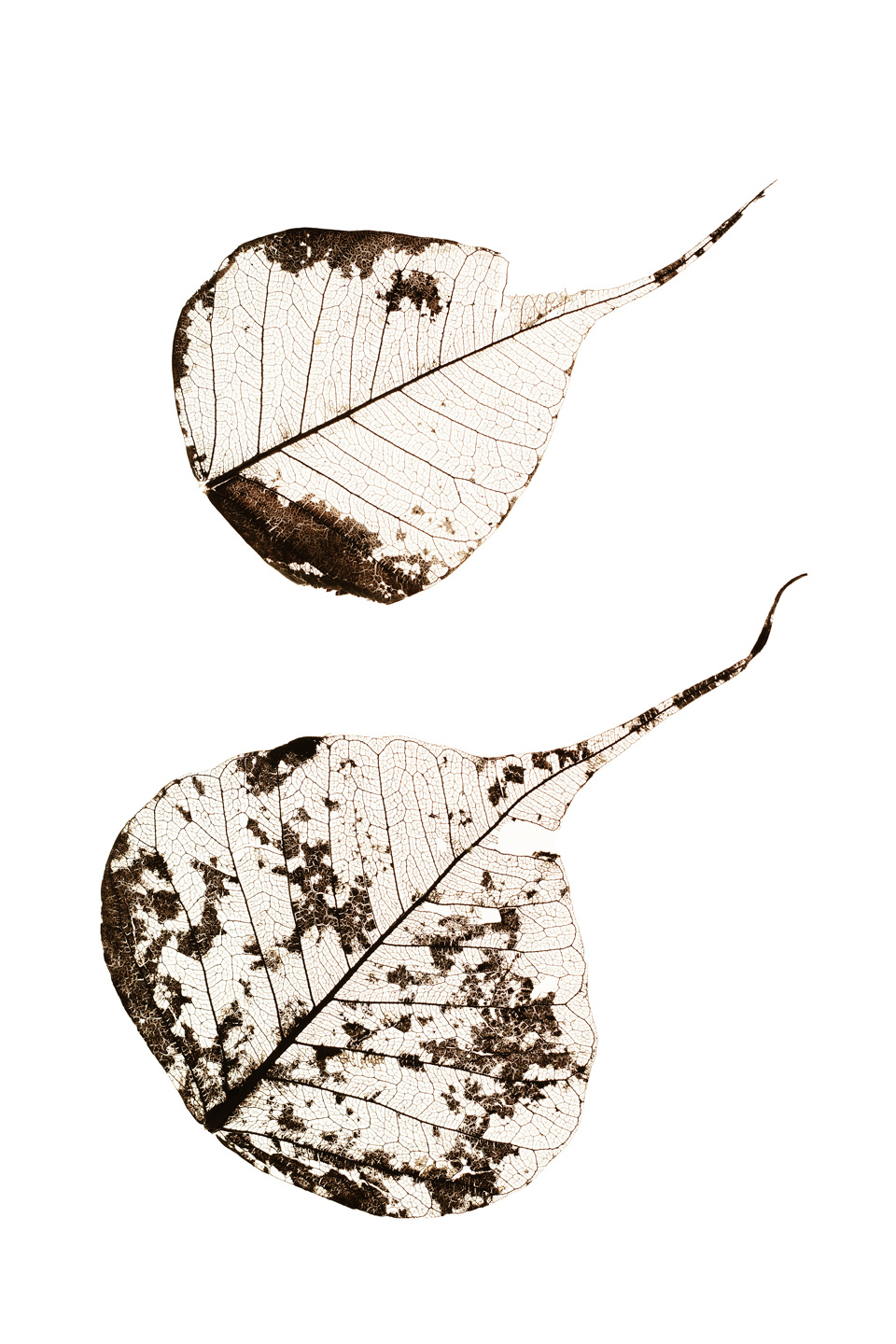 Fallen Leaves #2 av Tal Paz-Fridman