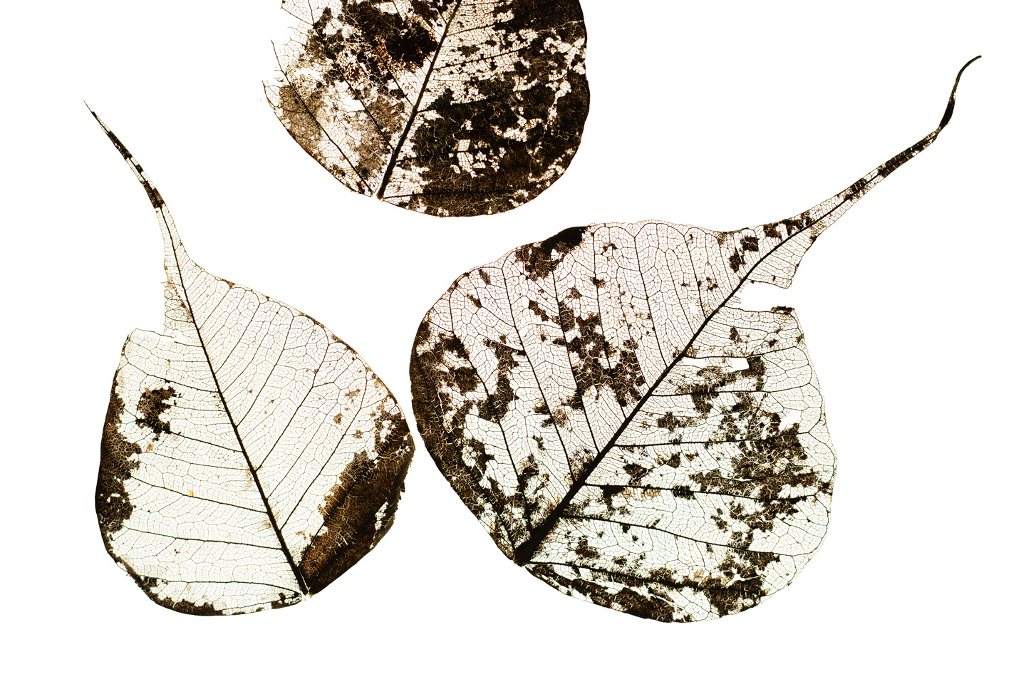 Fallen Leaves #3 av Tal Paz-Fridman