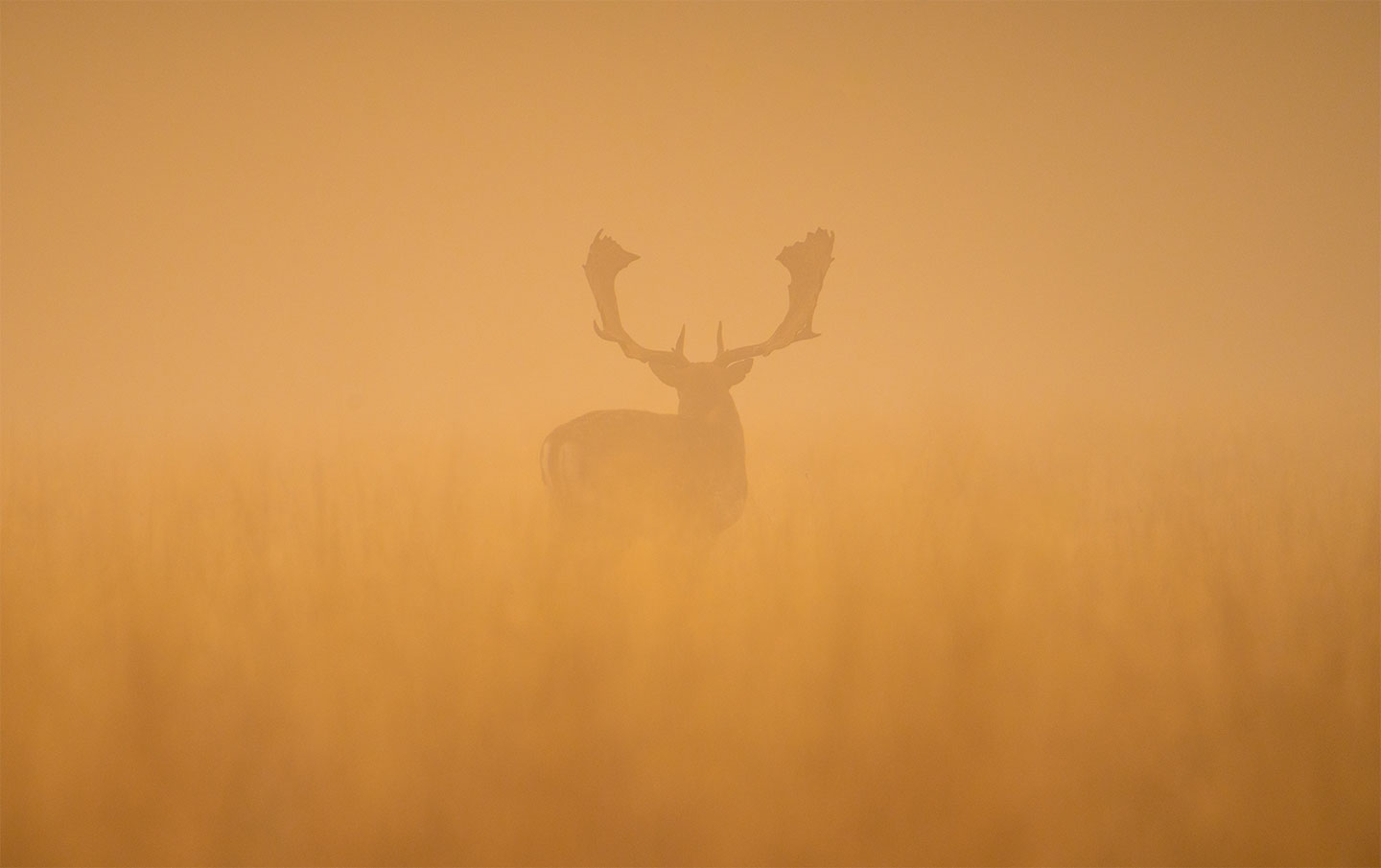 Fallow deer stag at dawn av Daniel Faisst