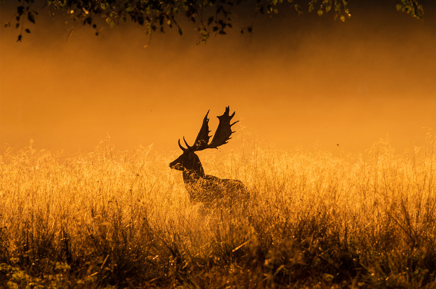 Foggy morning av Daniel Faisst