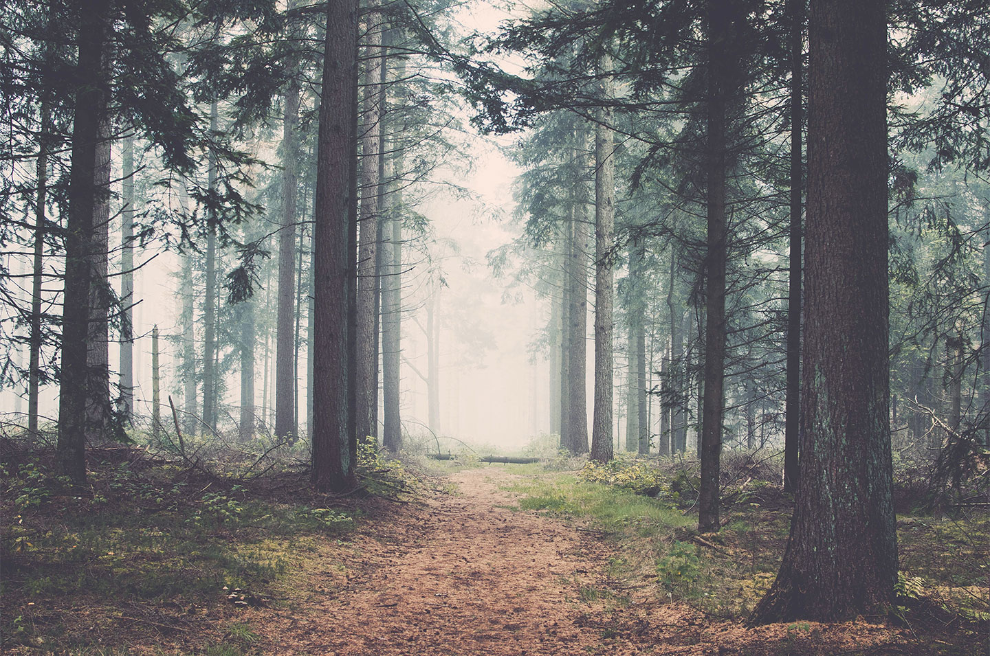Forest av Henrik Hansen