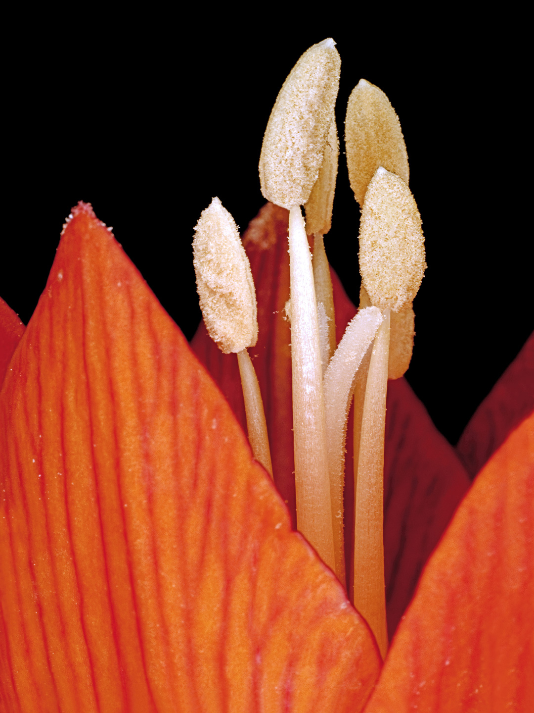 Fritillaria Imperialis av Pauline Snoeijs