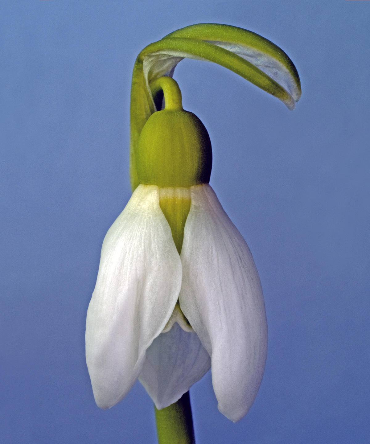 Galanthus Nivalis av Pauline Snoeijs
