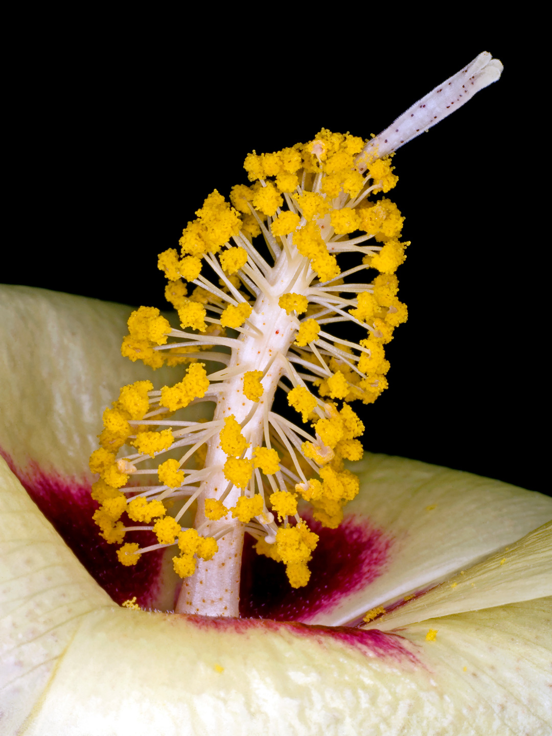 Gossypium Darwinii av Pauline Snoeijs