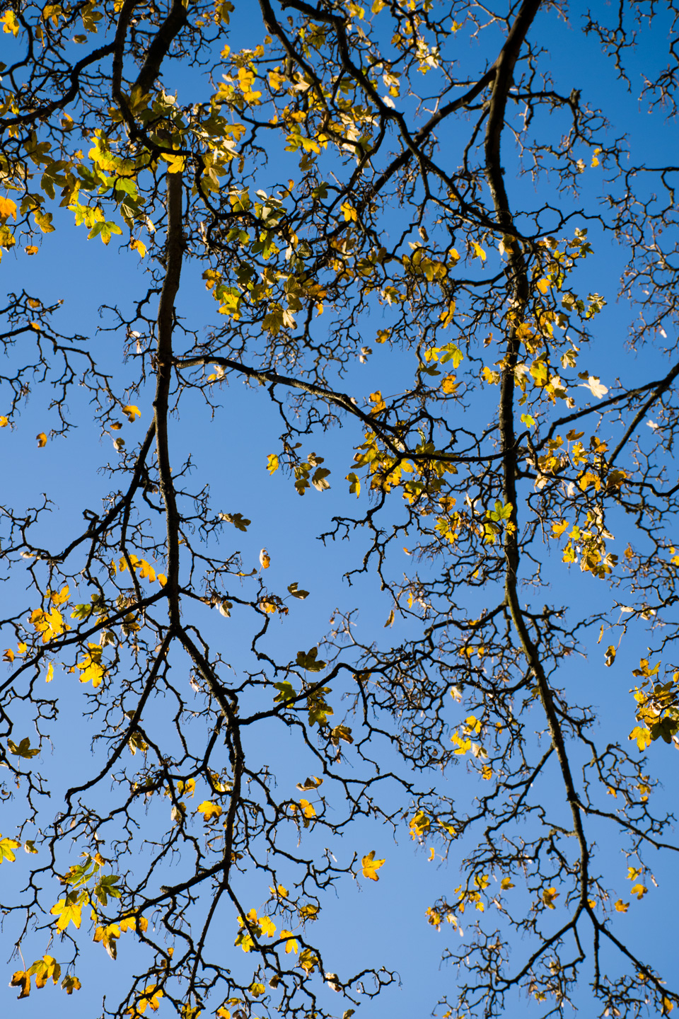 Graphic Maple av Kirsten Stigsgaard