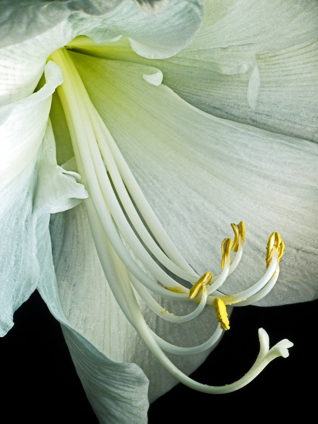 Hippeastrum av Pauline Snoeijs