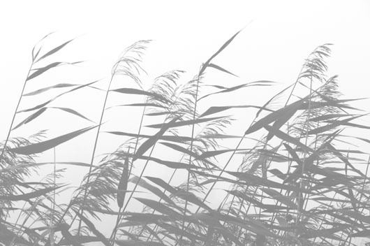 Windy weed white av Kirsten Stigsgaard