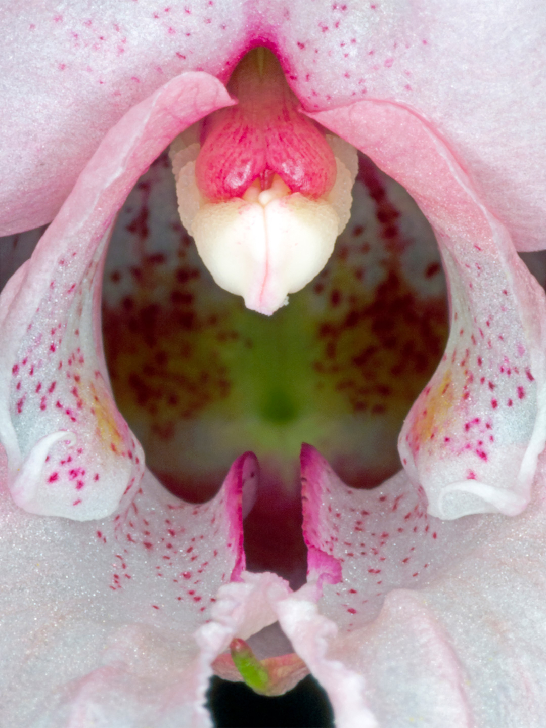 Impatiens Glandulifera av Pauline Snoeijs