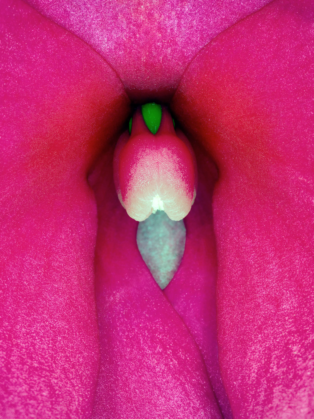 Impatiens Hawkeri 1 av Pauline Snoeijs