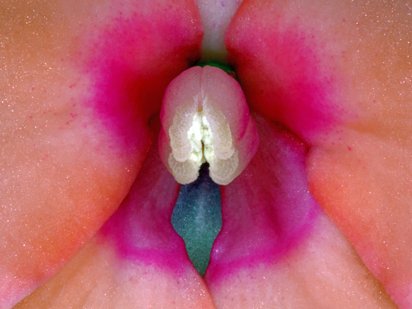 Impatiens Hawkeri 2 av Pauline Snoeijs