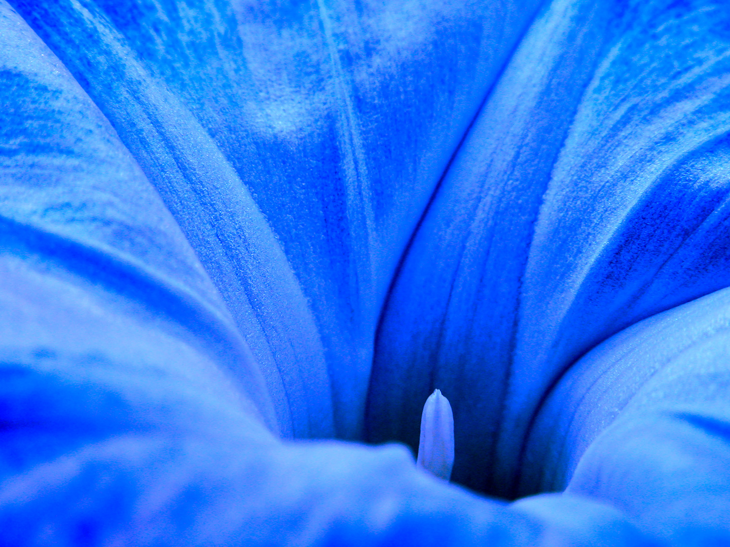 Ipomoea Tricolor av Pauline Snoeijs