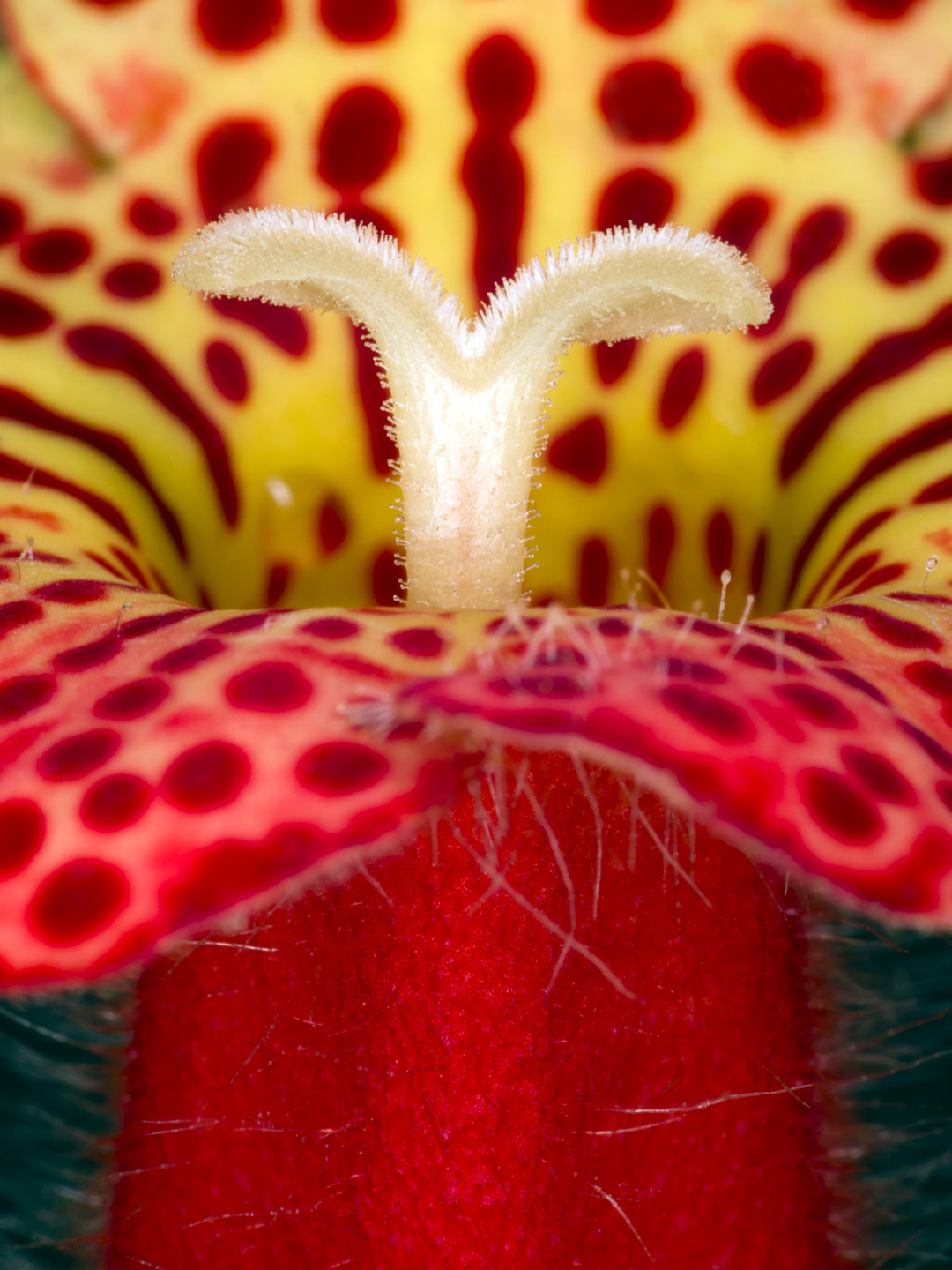 Kohleria Amabilis av Pauline Snoeijs