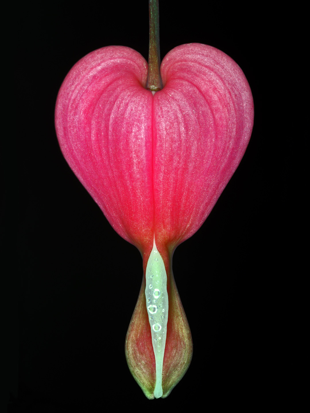 Lamprocapnos Spectabilis av Pauline Snoeijs