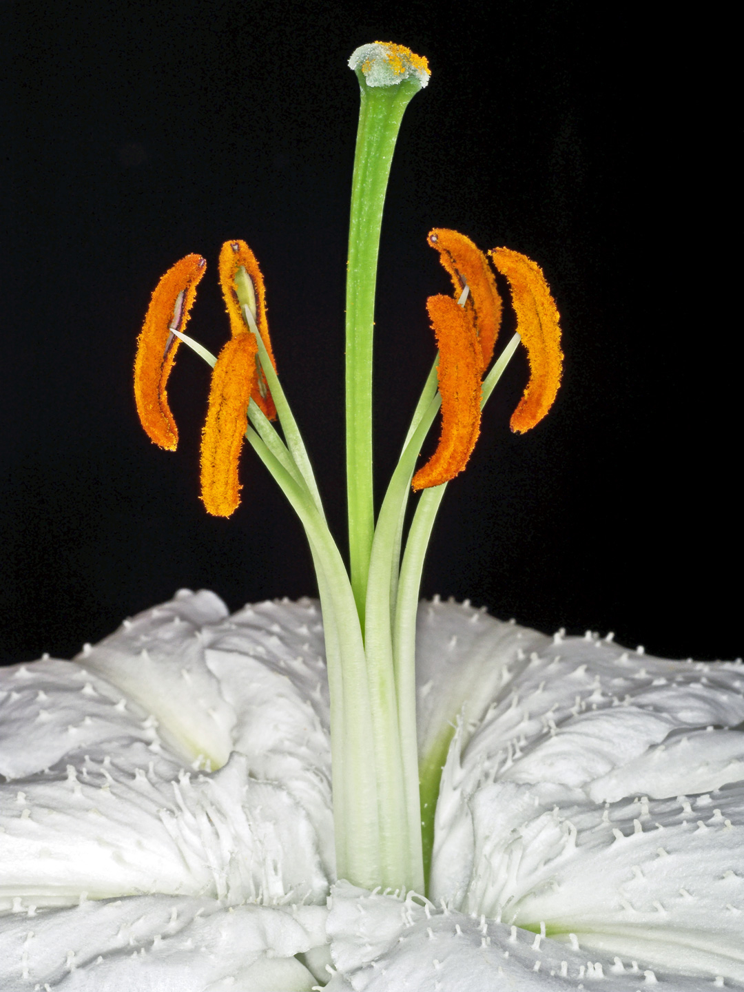 Lilium 1 av Pauline Snoeijs
