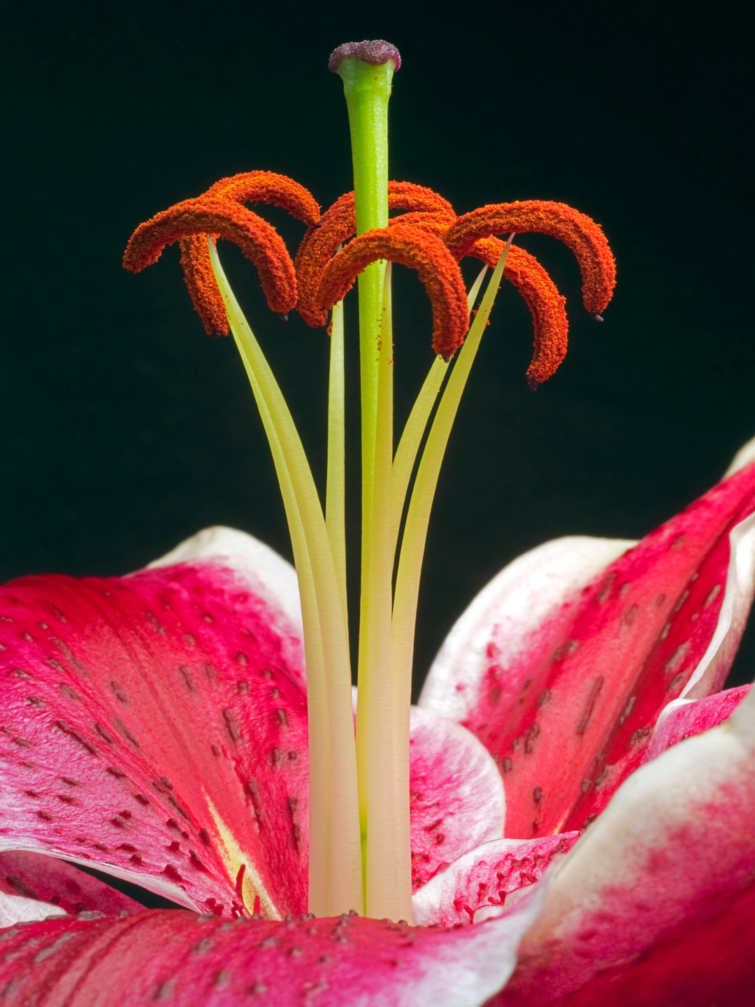 Lilium 2 av Pauline Snoeijs