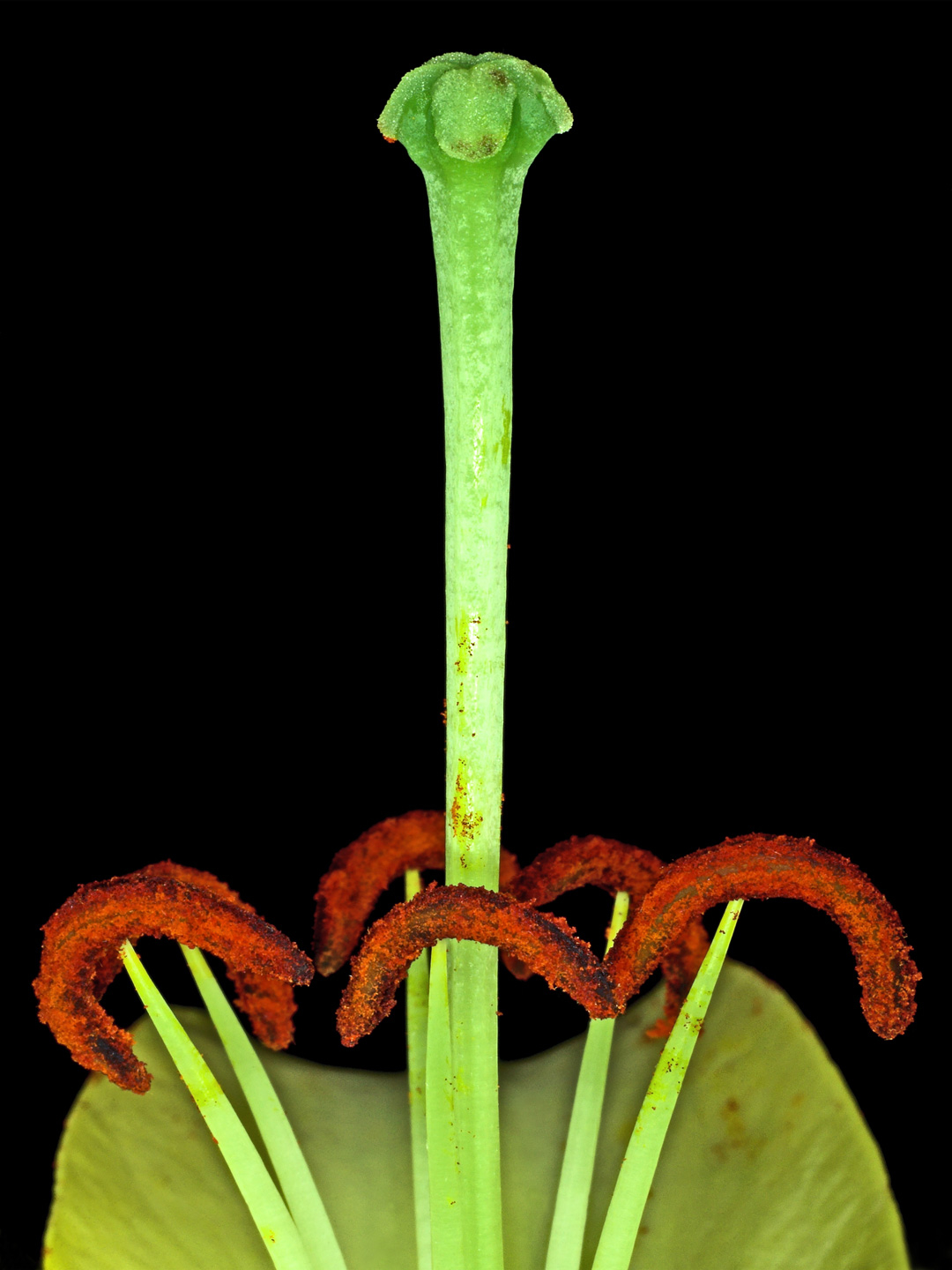 Lilium 3 av Pauline Snoeijs