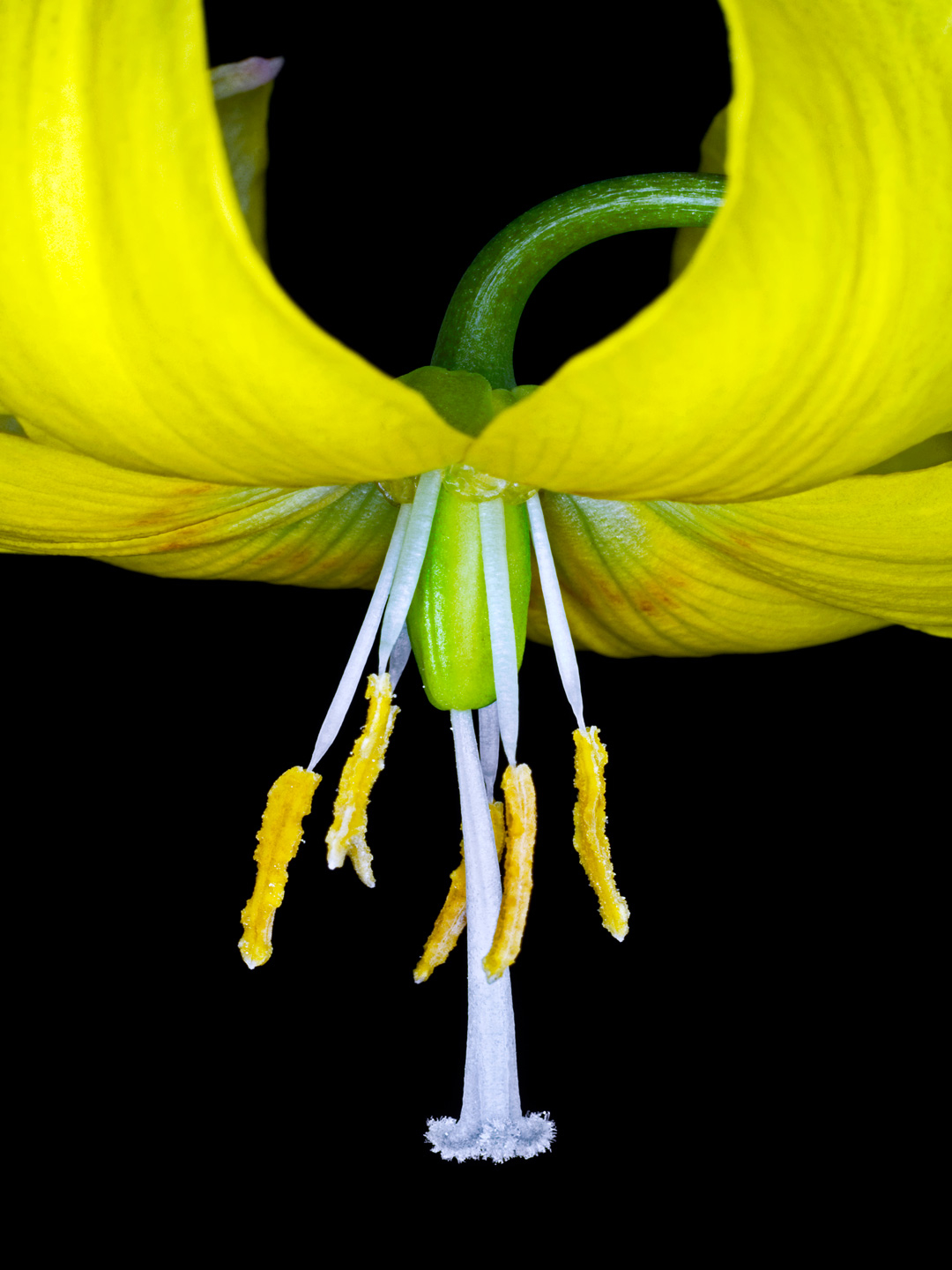Lilium Martagon av Pauline Snoeijs