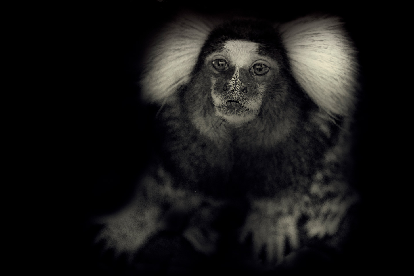 Little Monkey av Gustavo Orensztajn