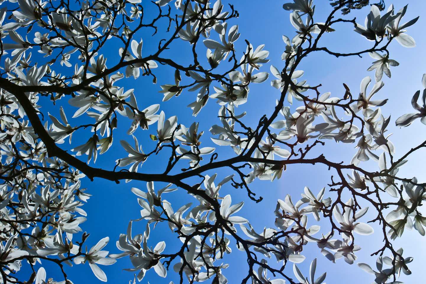 Magnolia av Kirsten Stigsgaard