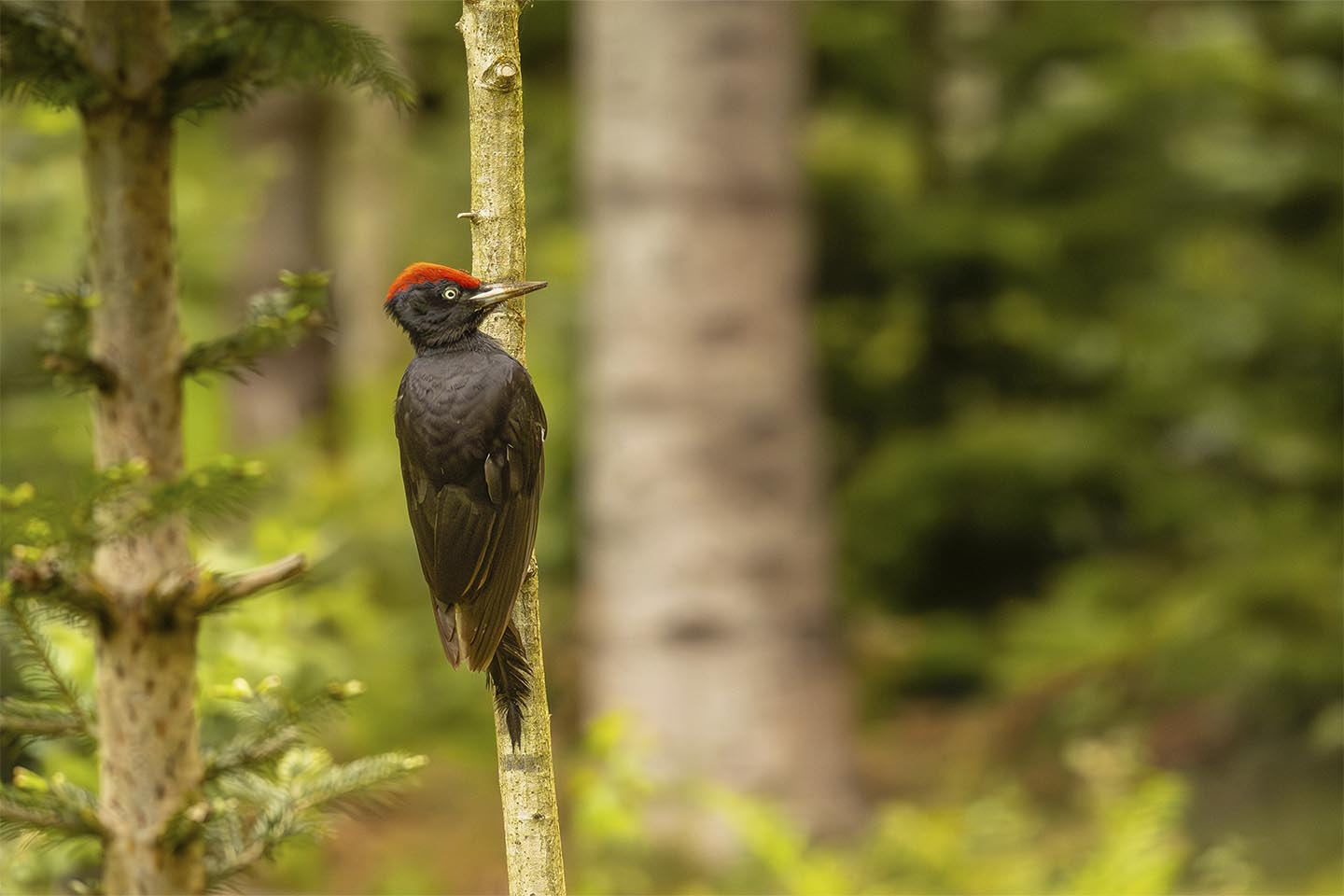 Sortspætte i sin evige jagt pa%CC%8A føde av MSJ Natur Foto