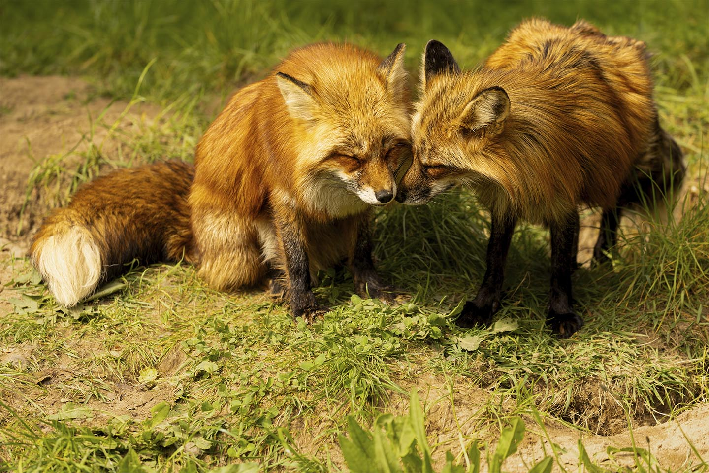 Ræve pleje av MSJ Natur Foto