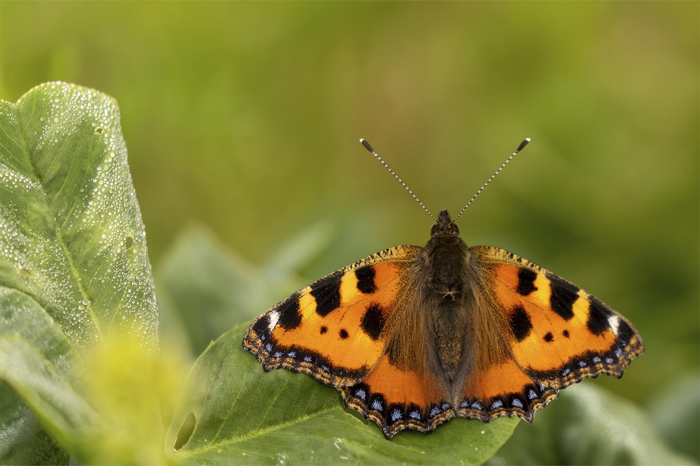 Nældens takvinge fa%CC%8Ar et hvil av MSJ Natur Foto