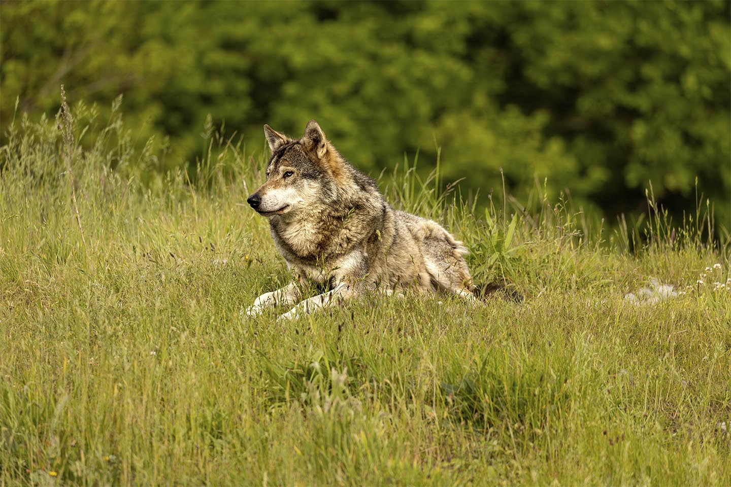 Nord europæisk gra%CC%8A ulv av MSJ Natur Foto